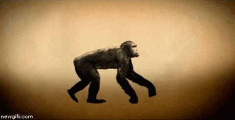 Evolution du singe à l'homo informaticus