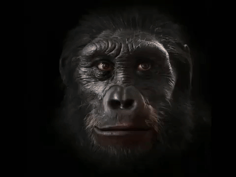 Morphing du singe à l'homo sapiens